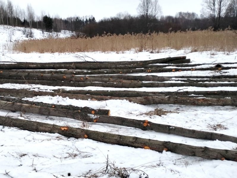 В Сосновском районе раскрыта незаконная порубка деревьев